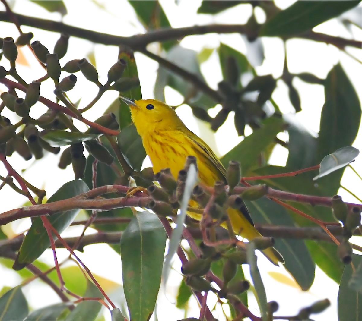 Yellow Warbler (Northern) - ML617839556