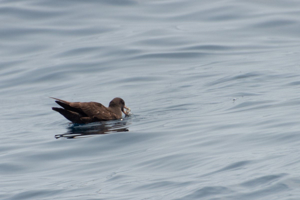 Flesh-footed Shearwater - ML617839603