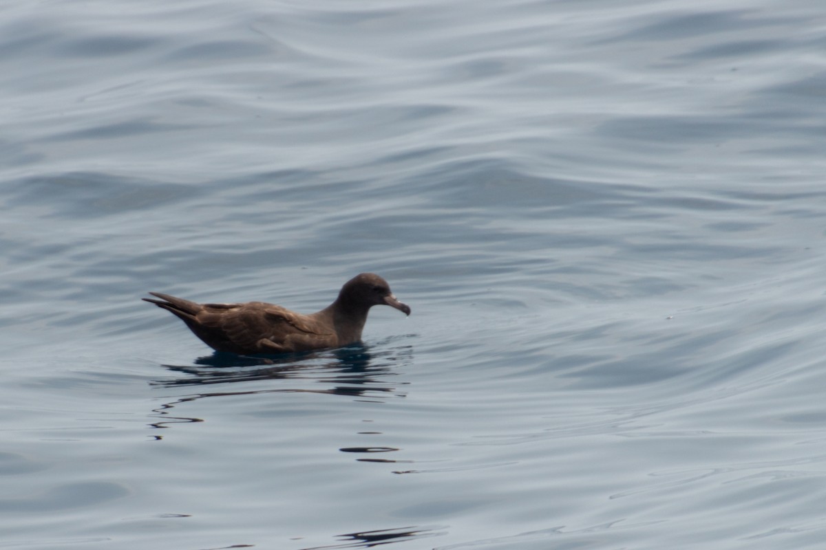 Flesh-footed Shearwater - ML617839605