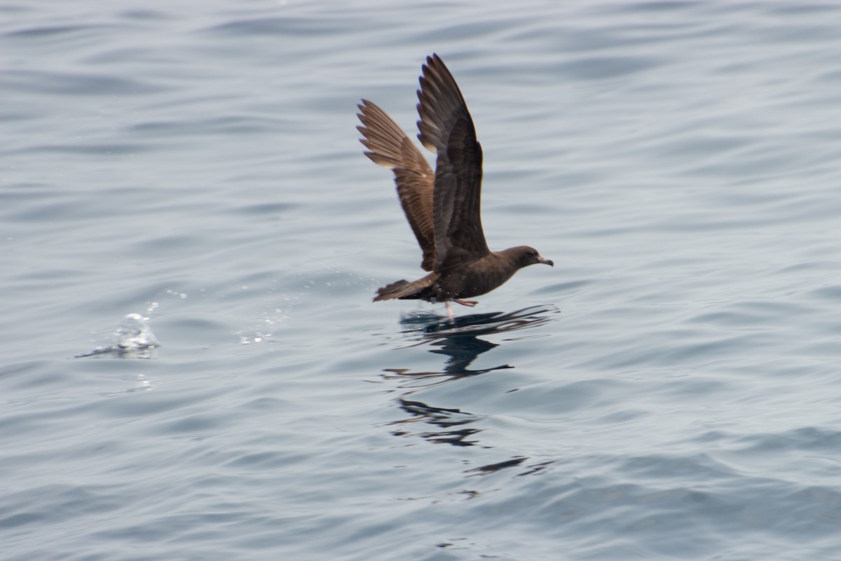 Flesh-footed Shearwater - ML617839606