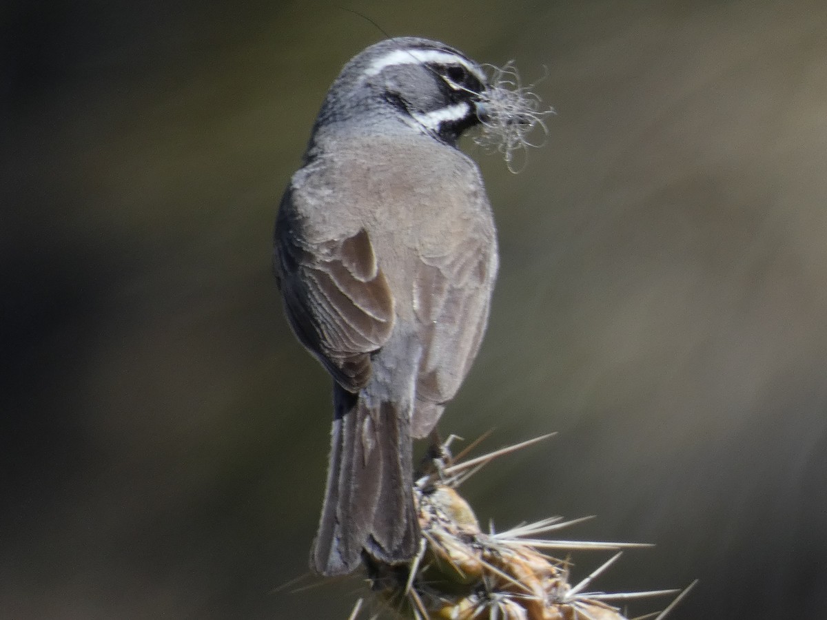Black-throated Sparrow - Gabriel Wiltse