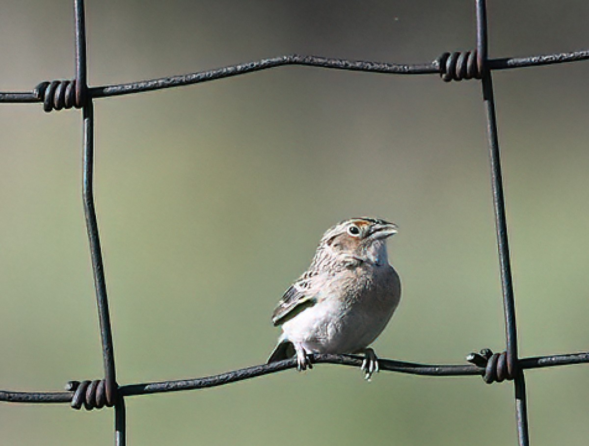 Chipping Sparrow - Nancy Alexander