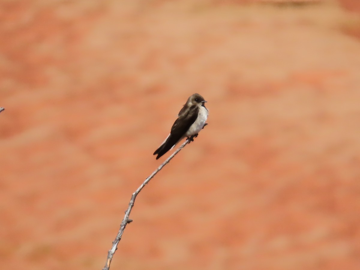 Northern Rough-winged Swallow - Peyton Jackson