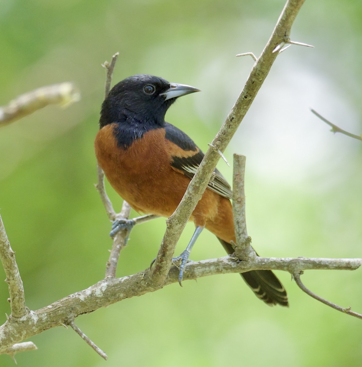 Orchard Oriole - ML617839694