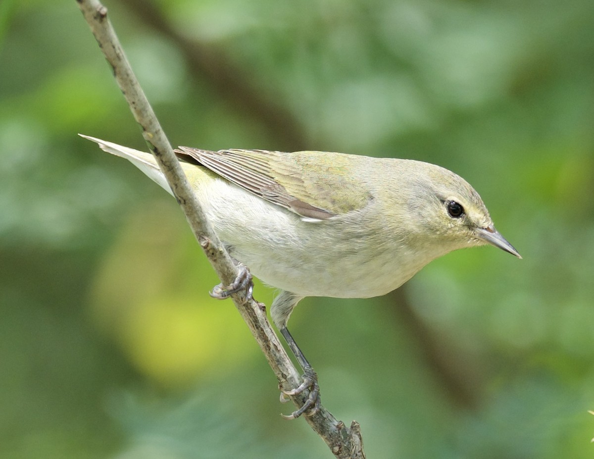 Tennessee Warbler - Yve Morrell