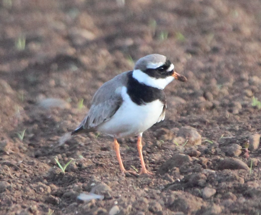 Common Ringed Plover - ML617839749