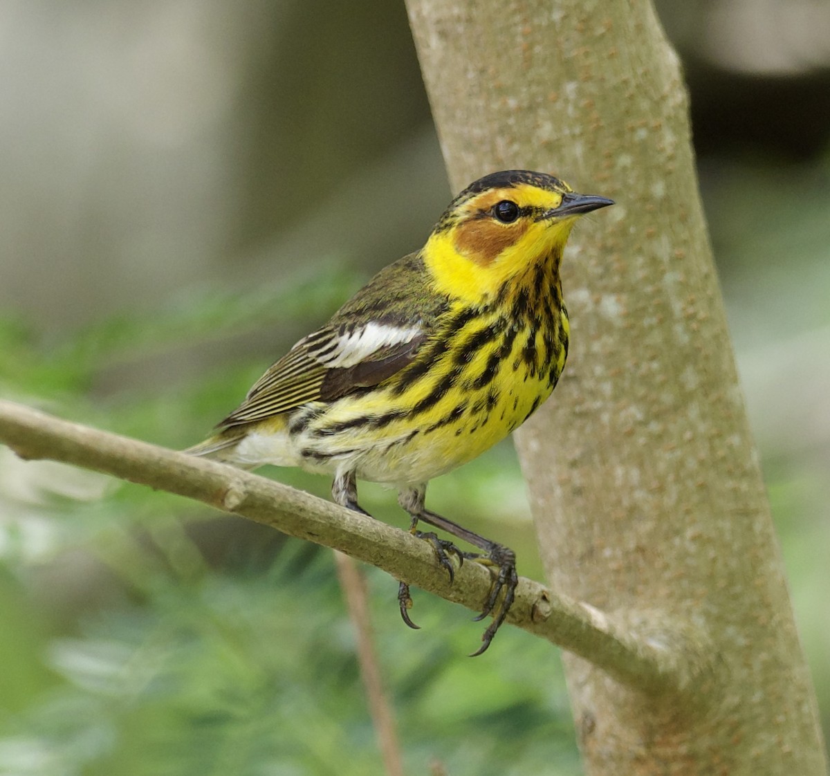 Cape May Warbler - ML617839771