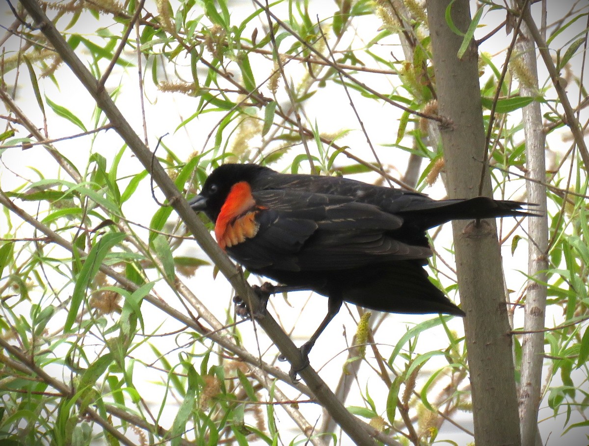 Red-winged Blackbird - ML617839785