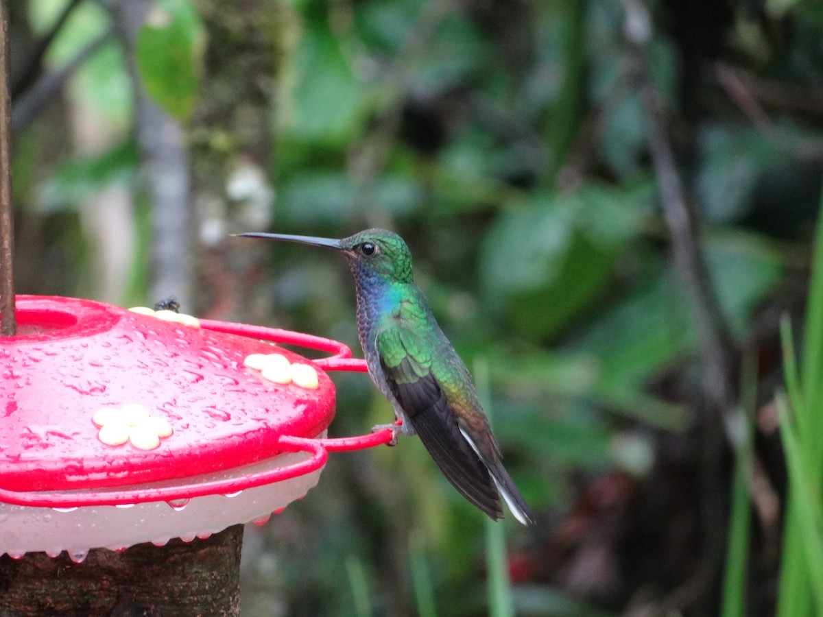 kolibřík zelenohřbetý - ML617839825