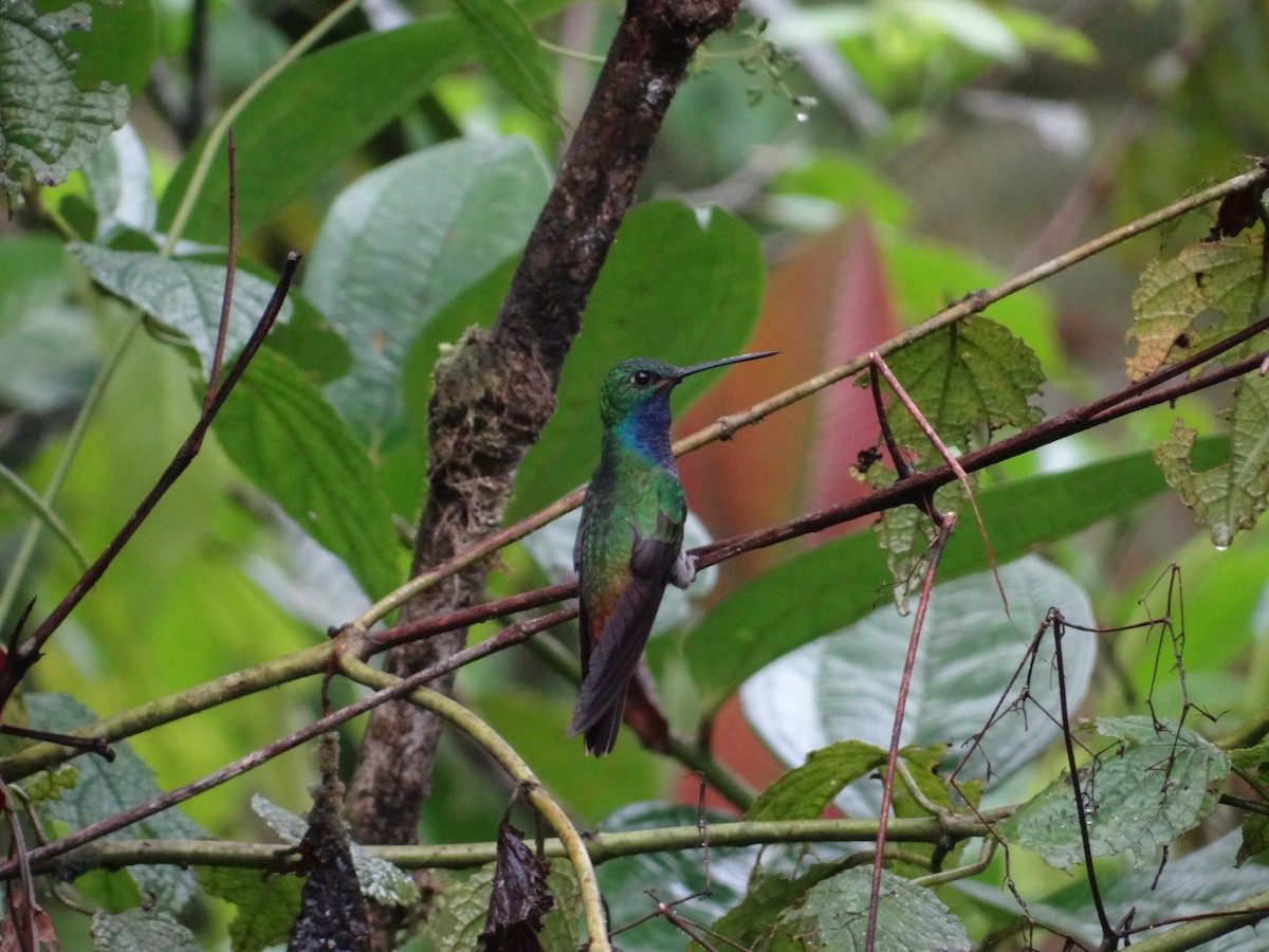 kolibřík zelenohřbetý - ML617839826