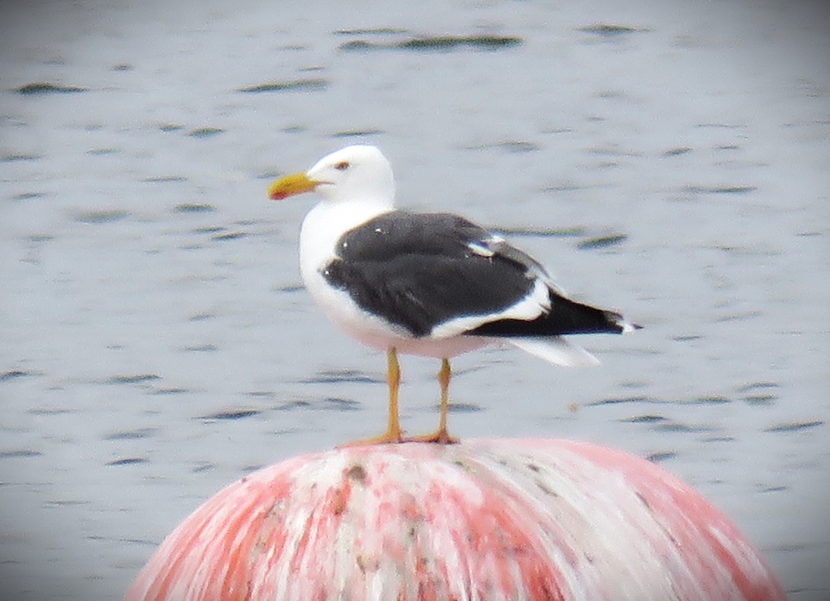 Yellow-footed Gull - ML617839867
