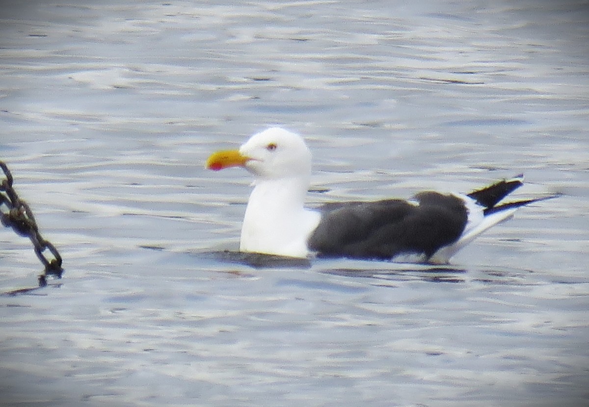 Yellow-footed Gull - ML617839878