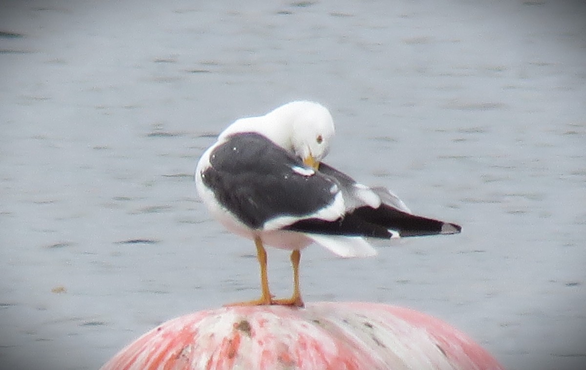 Yellow-footed Gull - ML617839879