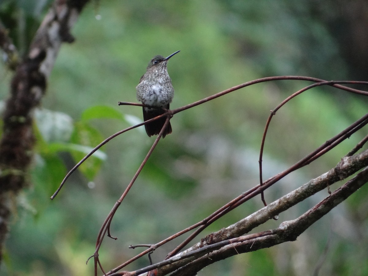 Many-spotted Hummingbird - Francisco Sornoza