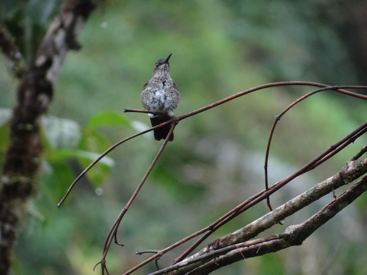 Many-spotted Hummingbird - Francisco Sornoza