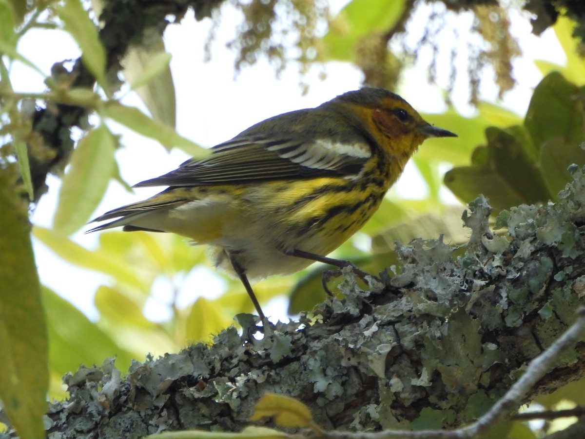 Cape May Warbler - ML617839882