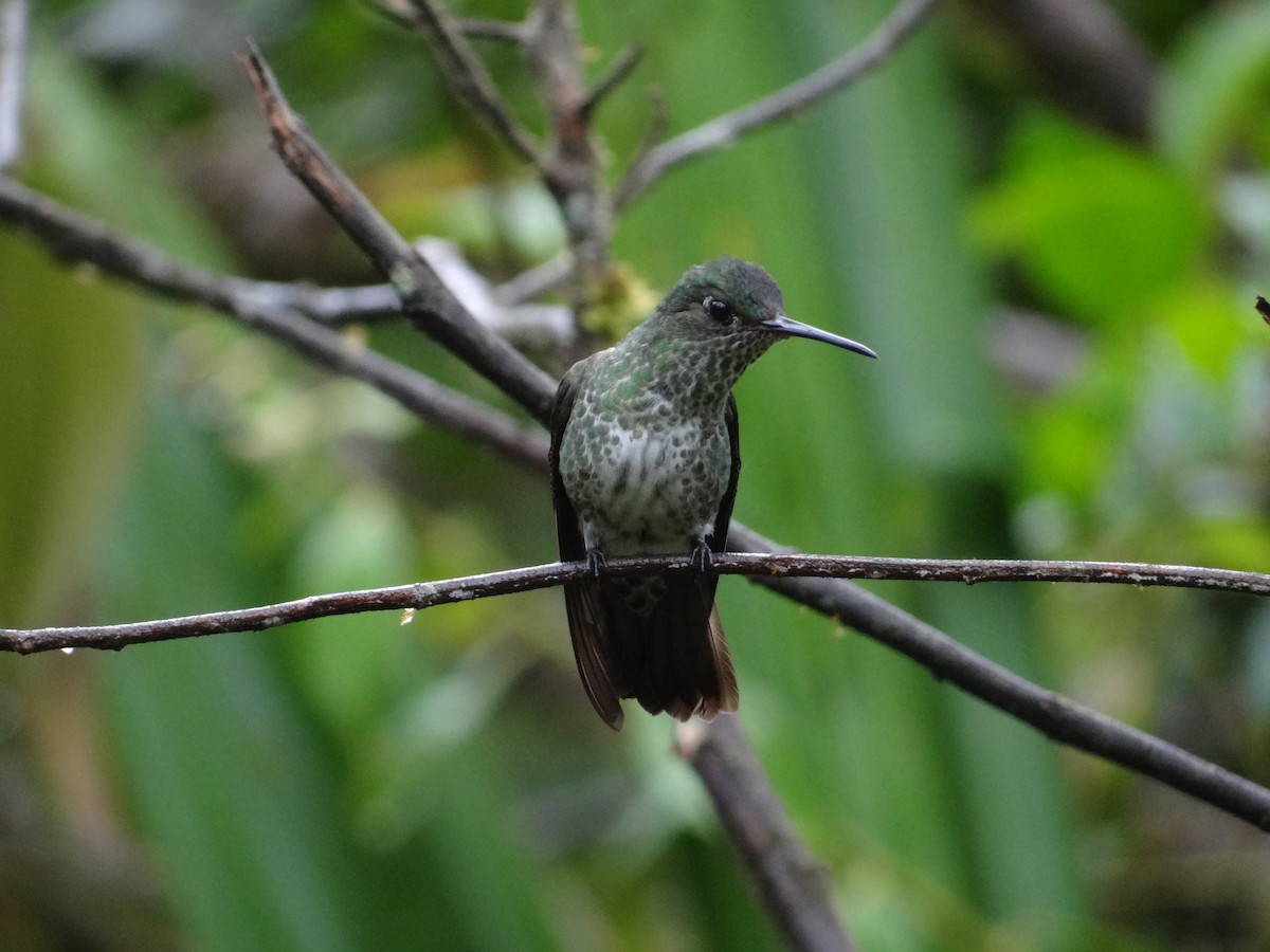 Many-spotted Hummingbird - ML617839883