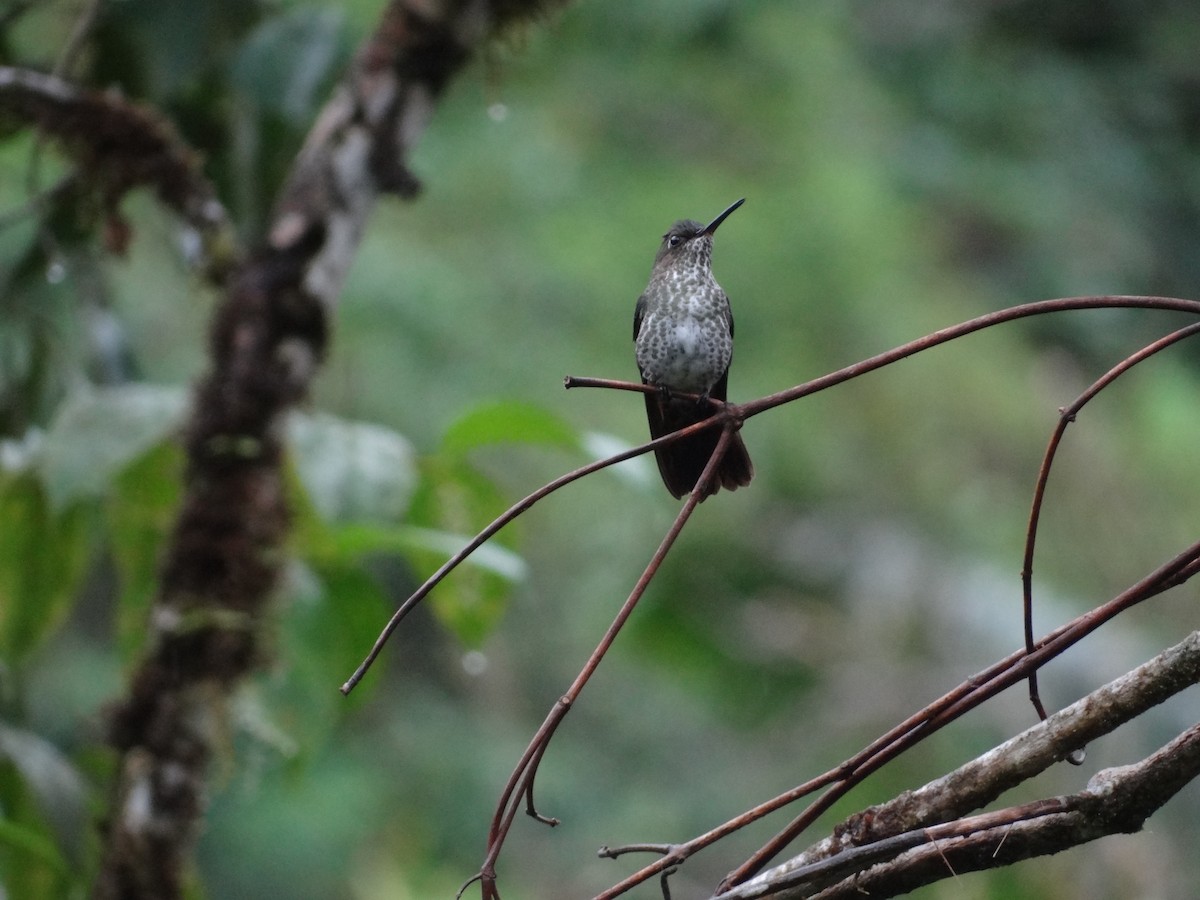 Many-spotted Hummingbird - ML617839884