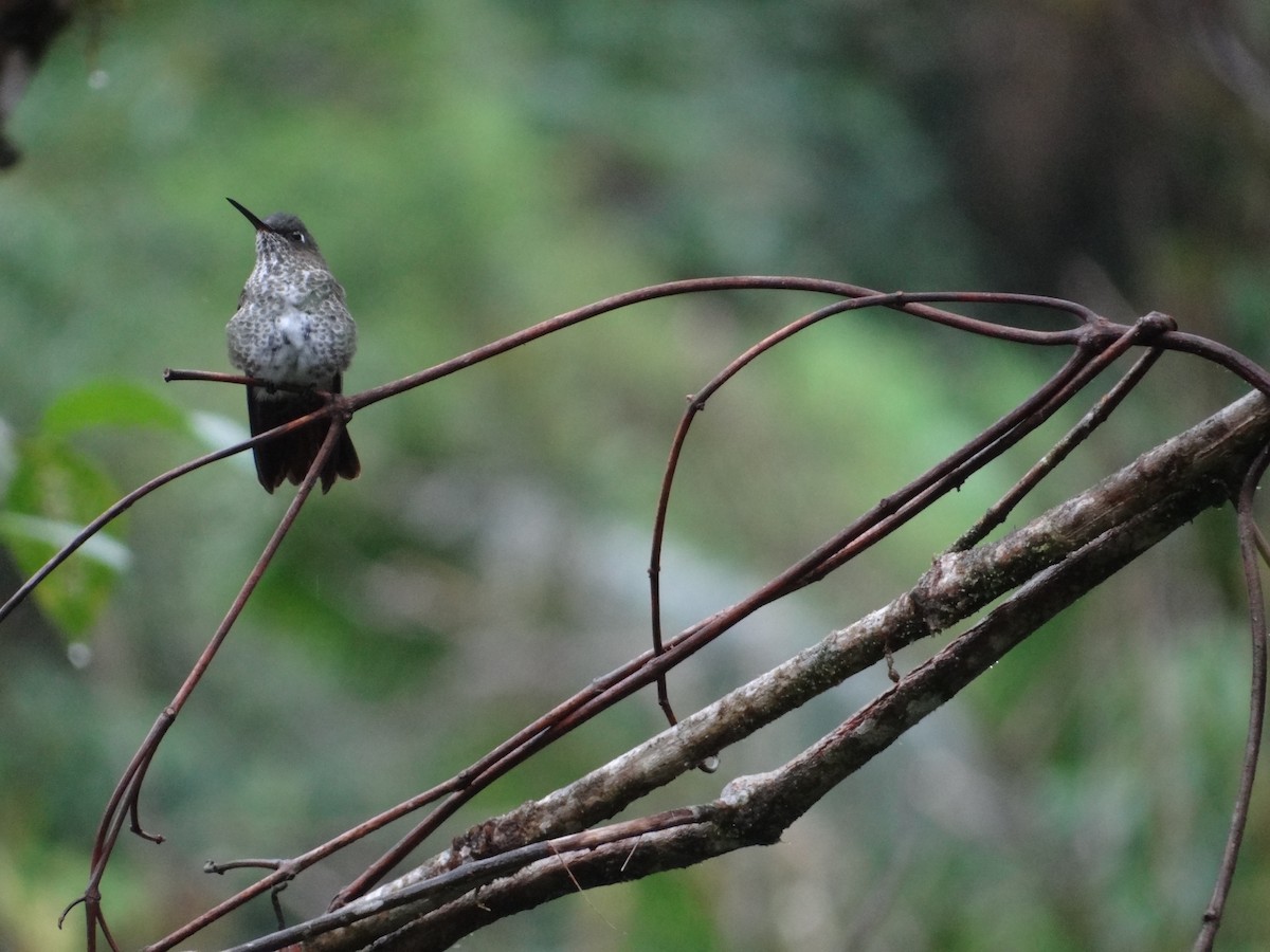 Many-spotted Hummingbird - ML617839885