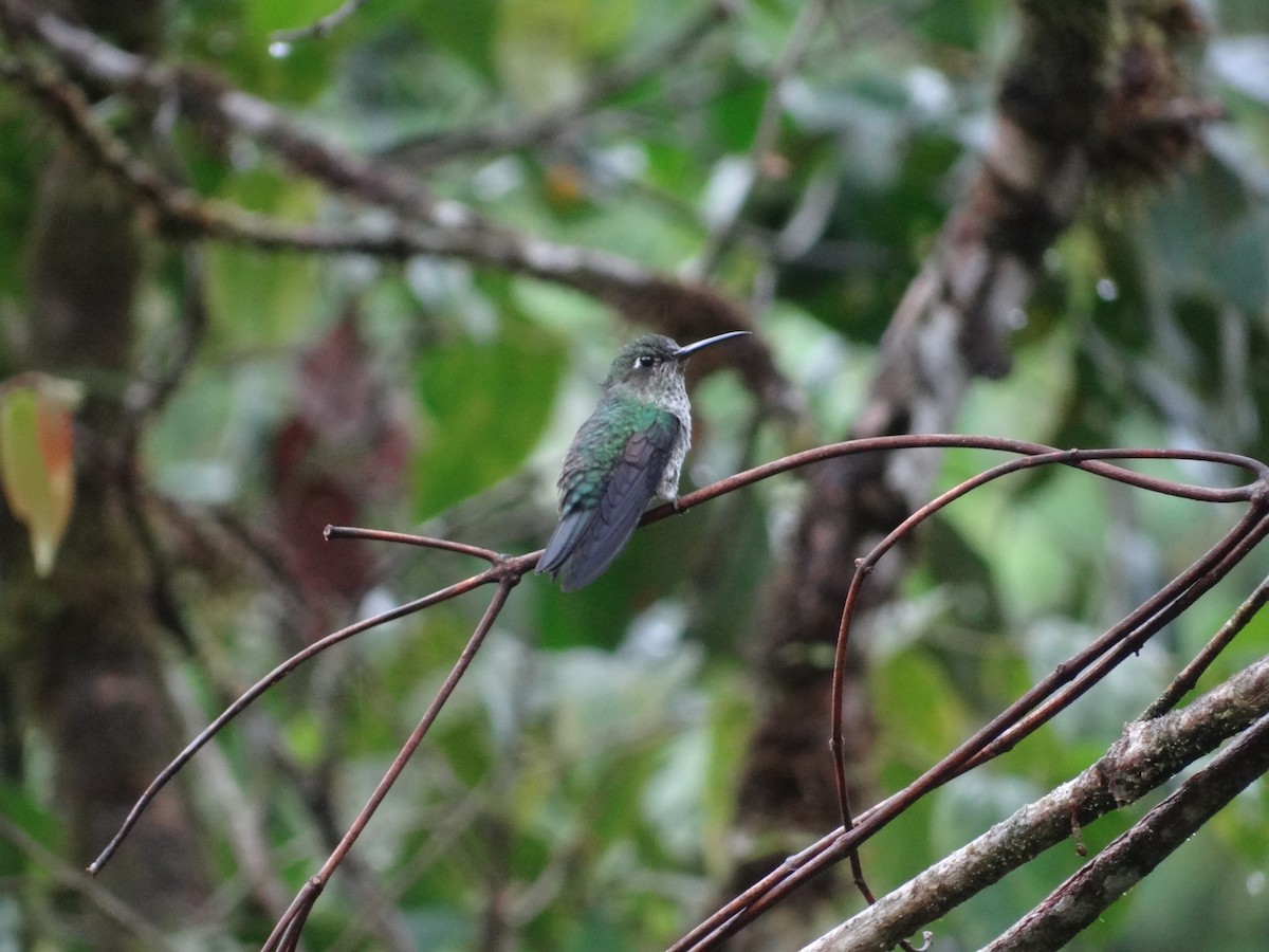 Many-spotted Hummingbird - ML617839887