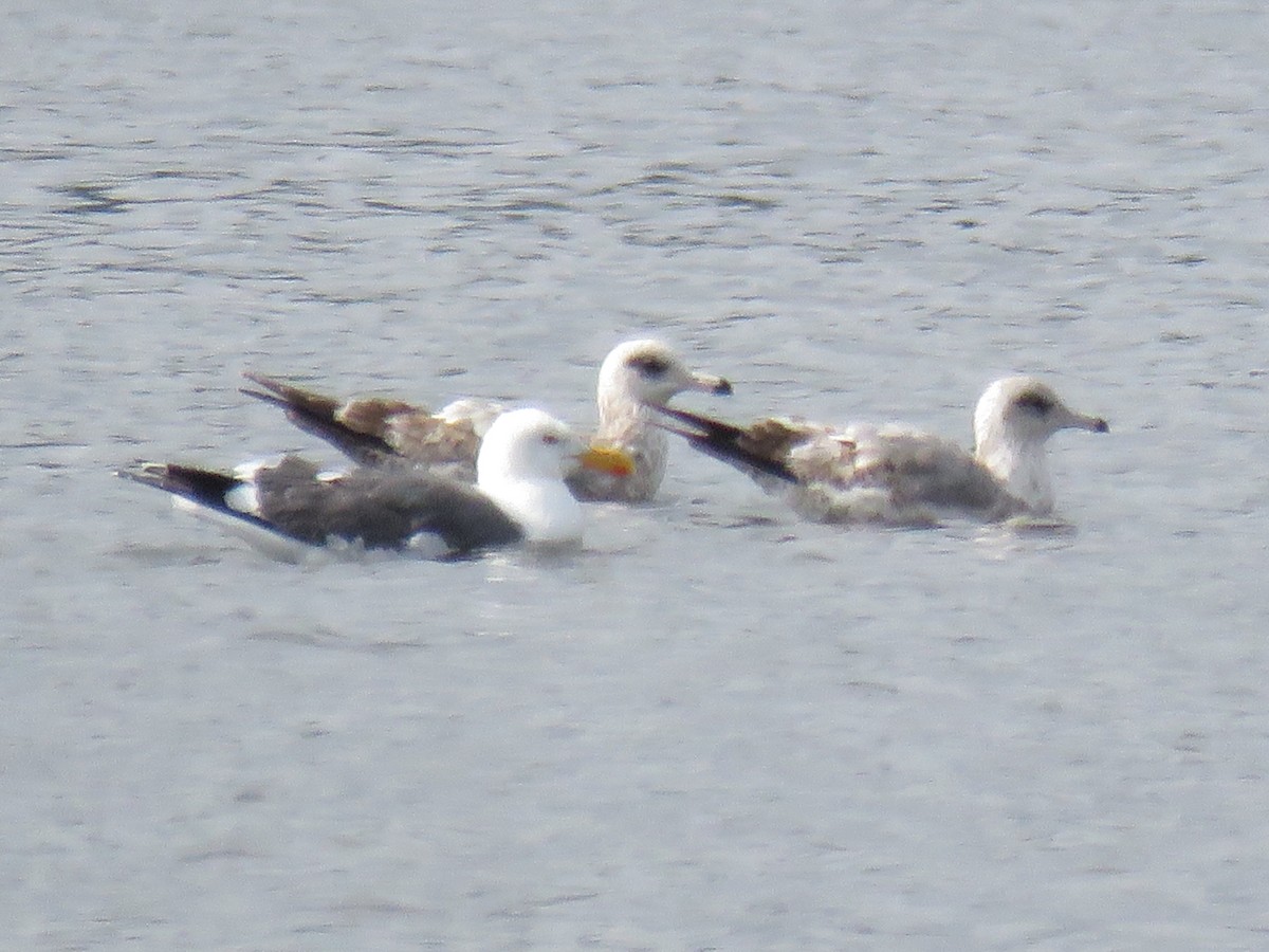 Yellow-footed Gull - ML617839900