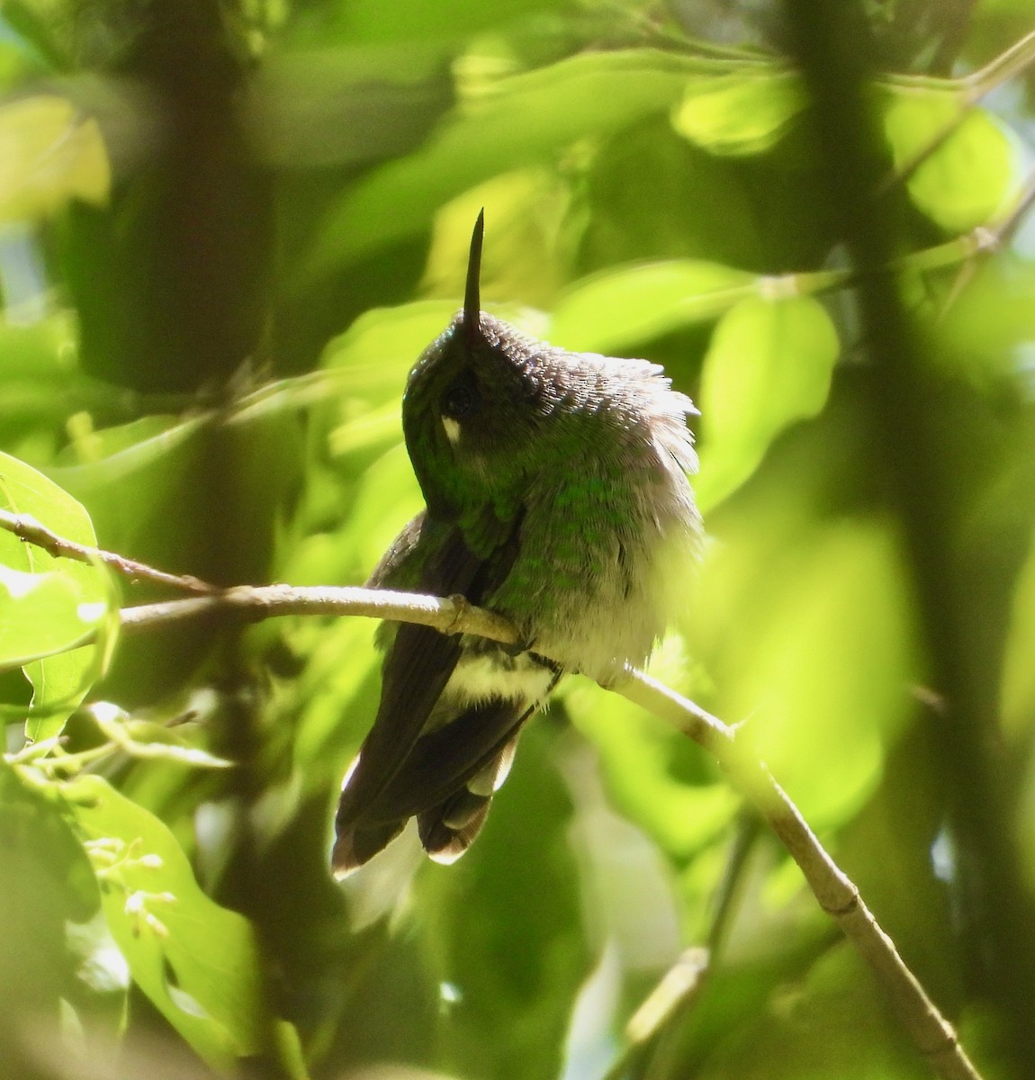 Emerald-chinned Hummingbird - ML617839904