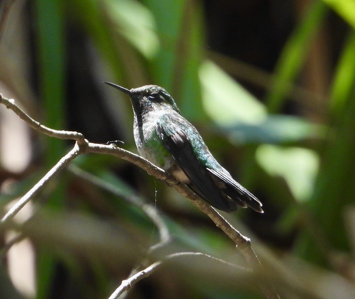 Emerald-chinned Hummingbird - Kisa Weeman
