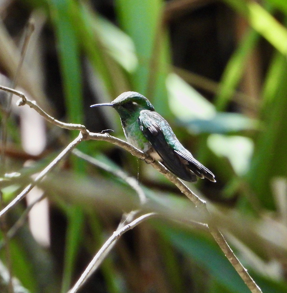Emerald-chinned Hummingbird - ML617839906