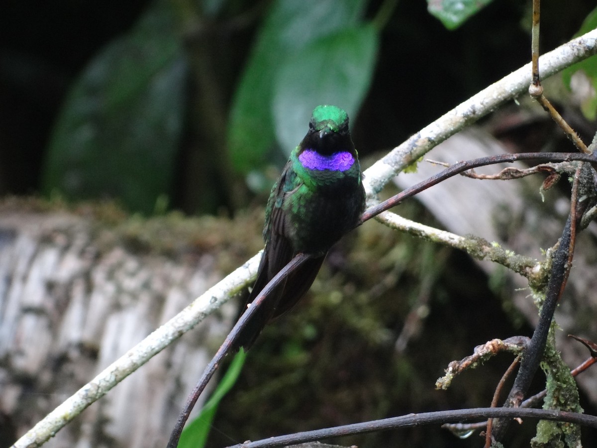 kolibřík zelenoprsý - ML617839994