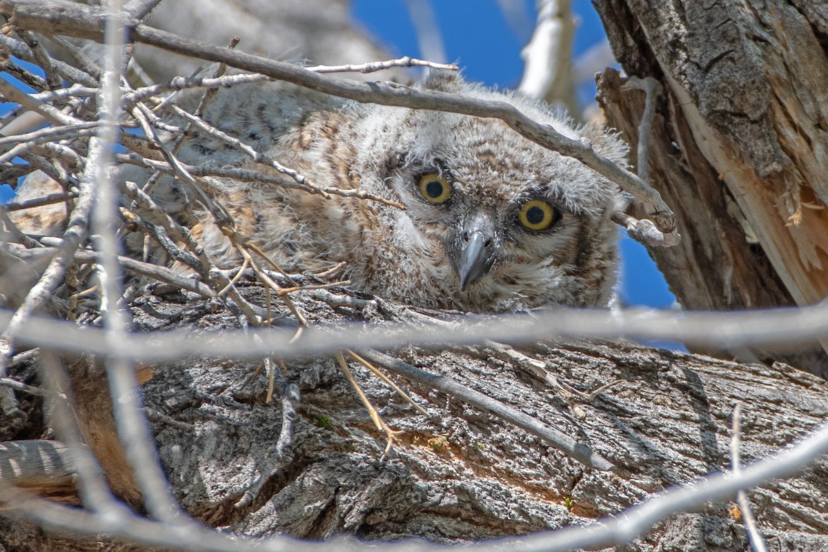 Great Horned Owl - ML617840022