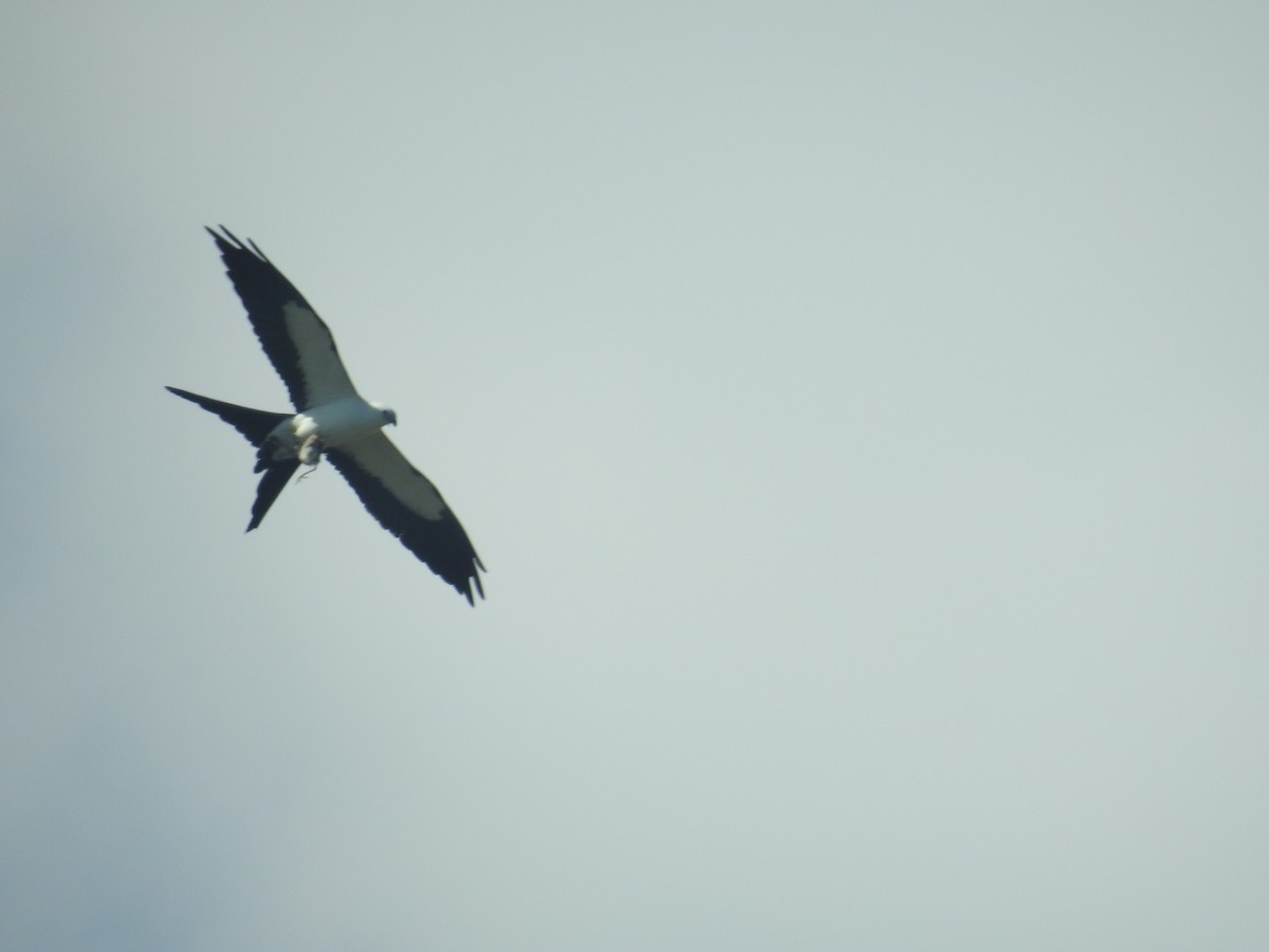 Swallow-tailed Kite - ML617840039