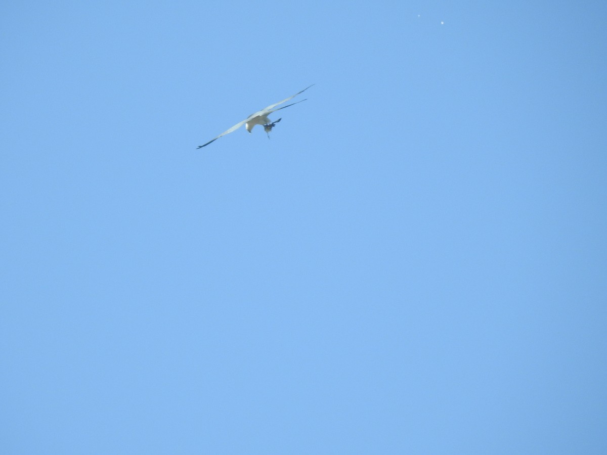 Swallow-tailed Kite - ML617840043