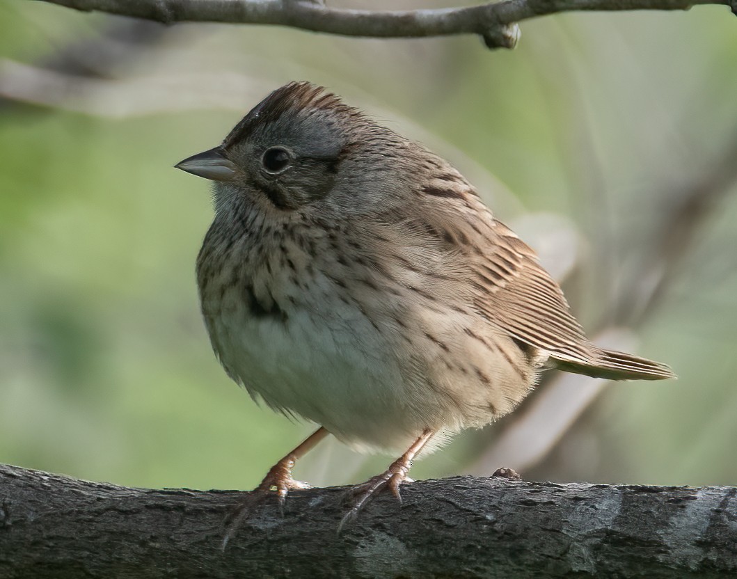 Lincoln's Sparrow - Pat Tomsho