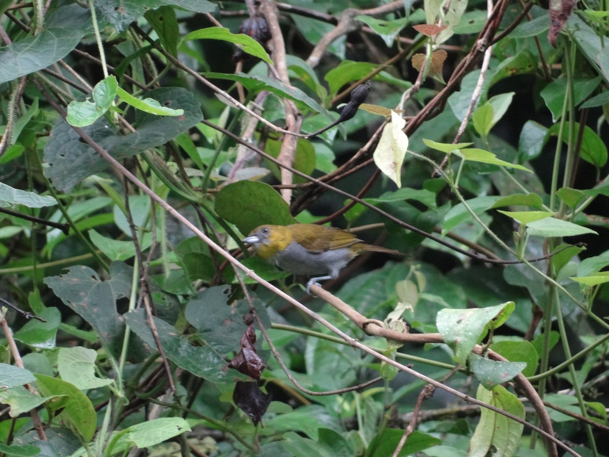 Yellow-throated Chlorospingus - Francisco Sornoza