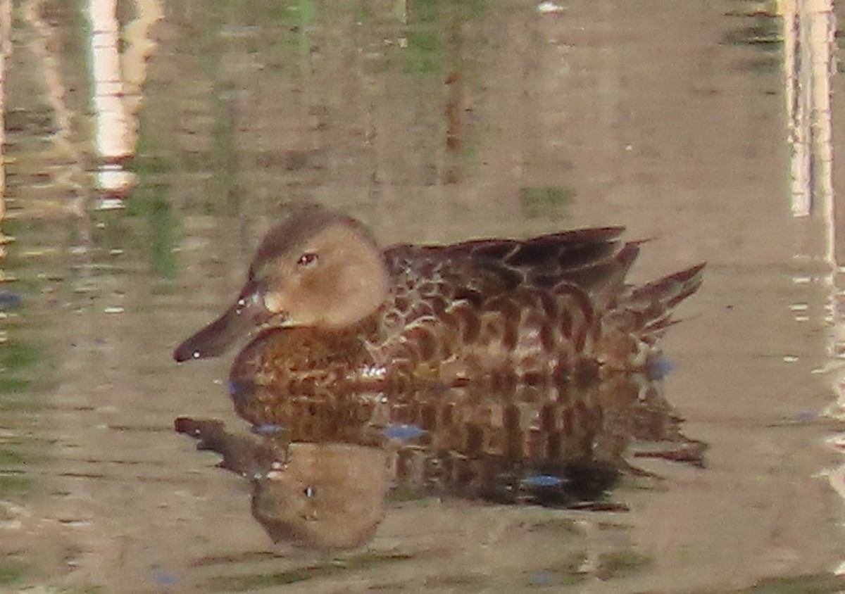 Blue-winged Teal - BEN BAILEY