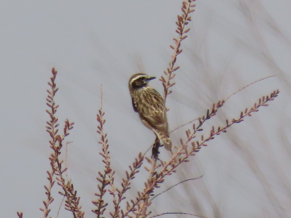 Whinchat - ML617840100