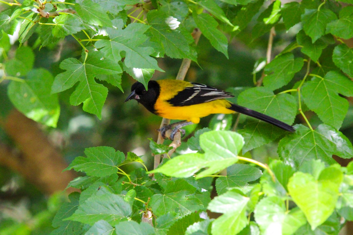 Audubon's Oriole - ML617840140