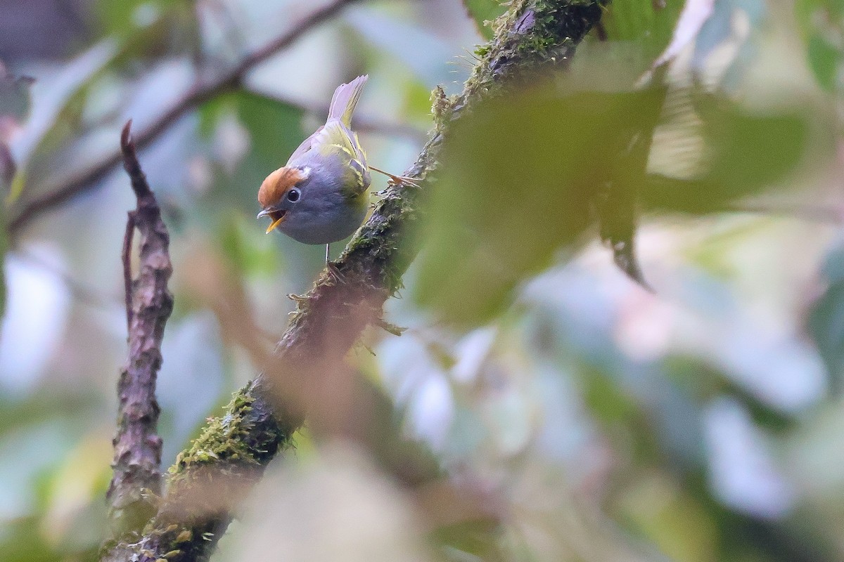 Chestnut-crowned Warbler - ML617840201