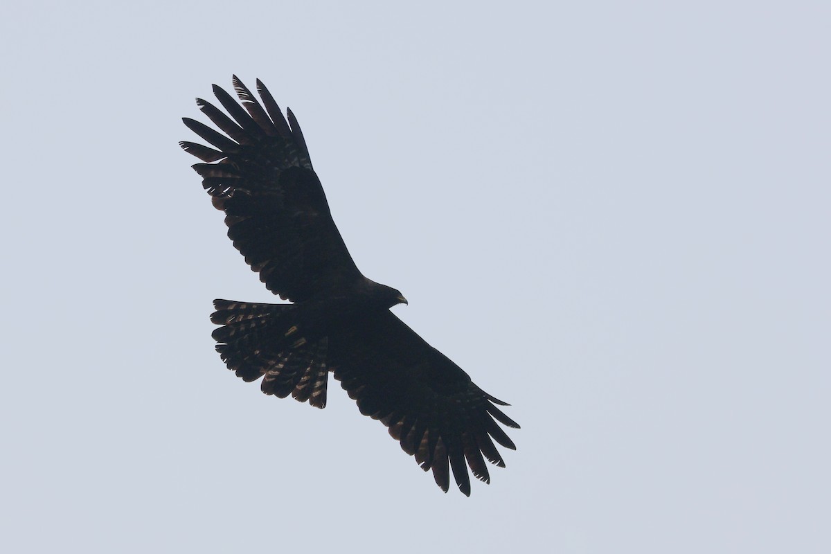 Black Eagle - ML617840219
