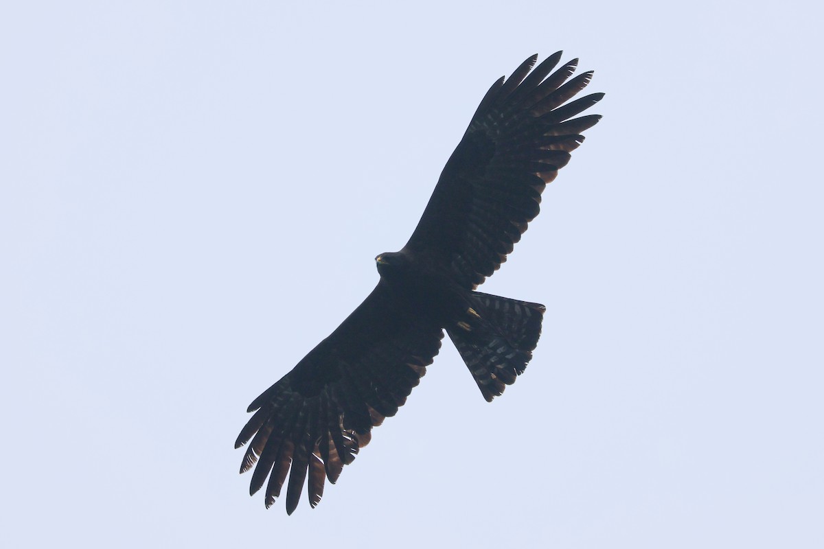 Black Eagle - ML617840220
