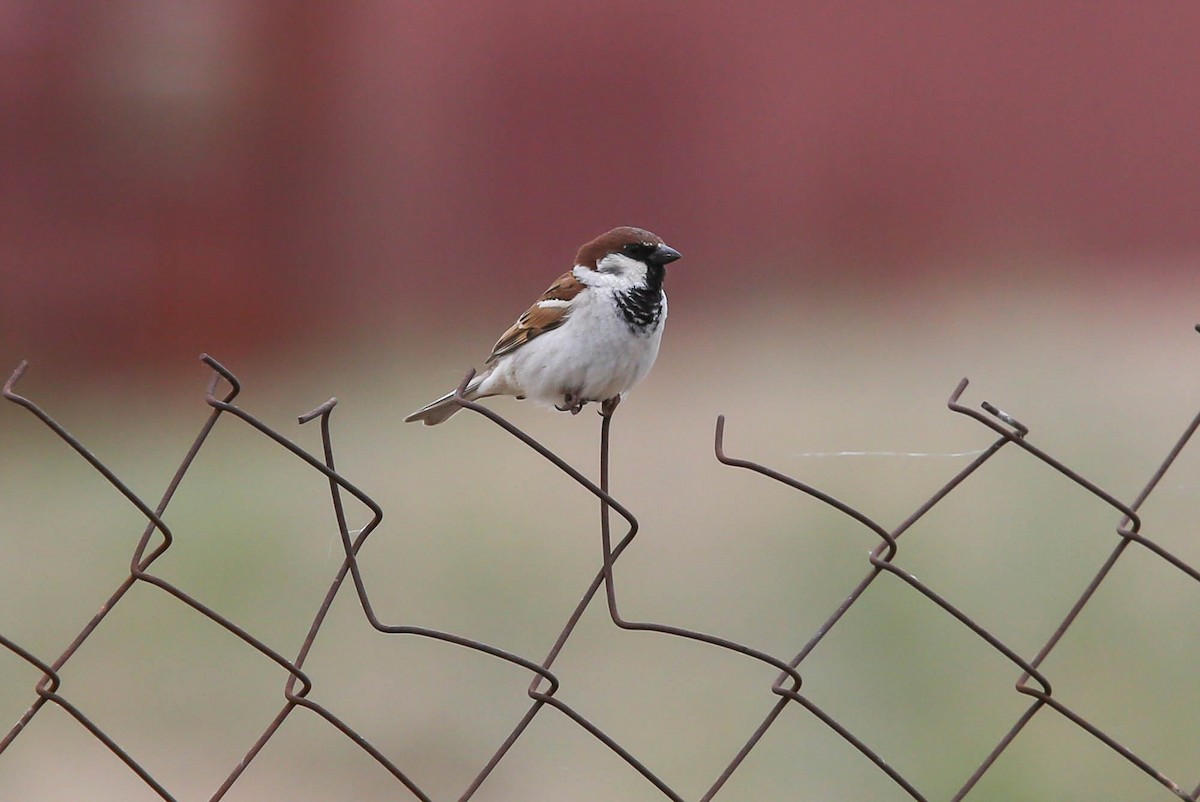 House x Eurasian Tree Sparrow (hybrid) - ML617840251