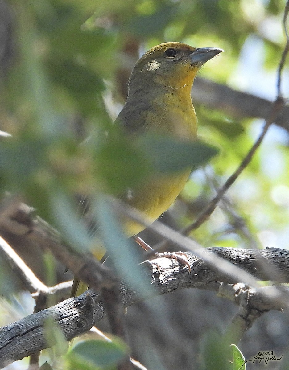 Hepatic Tanager (Northern) - ML617840351