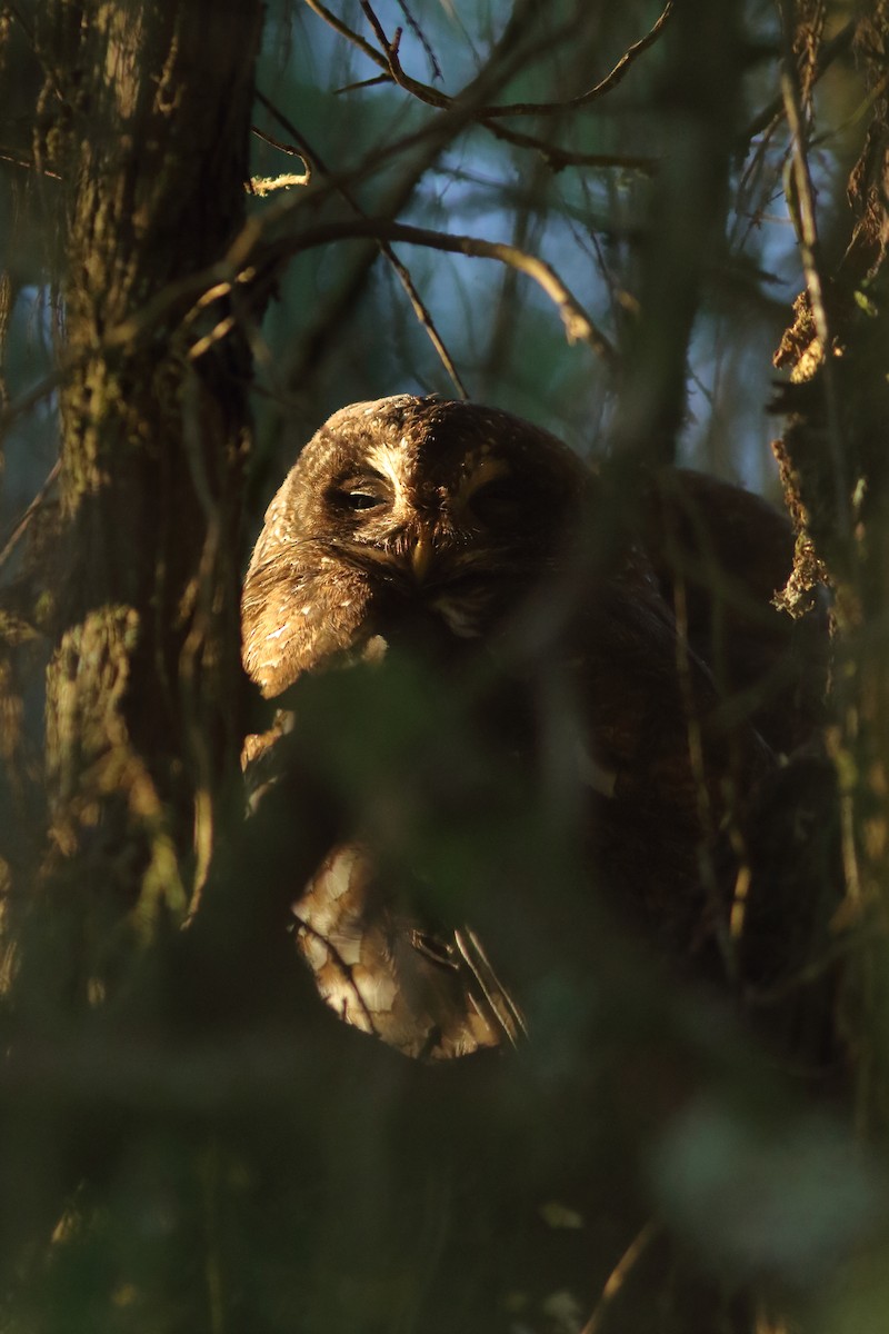African Wood-Owl - ML617840373