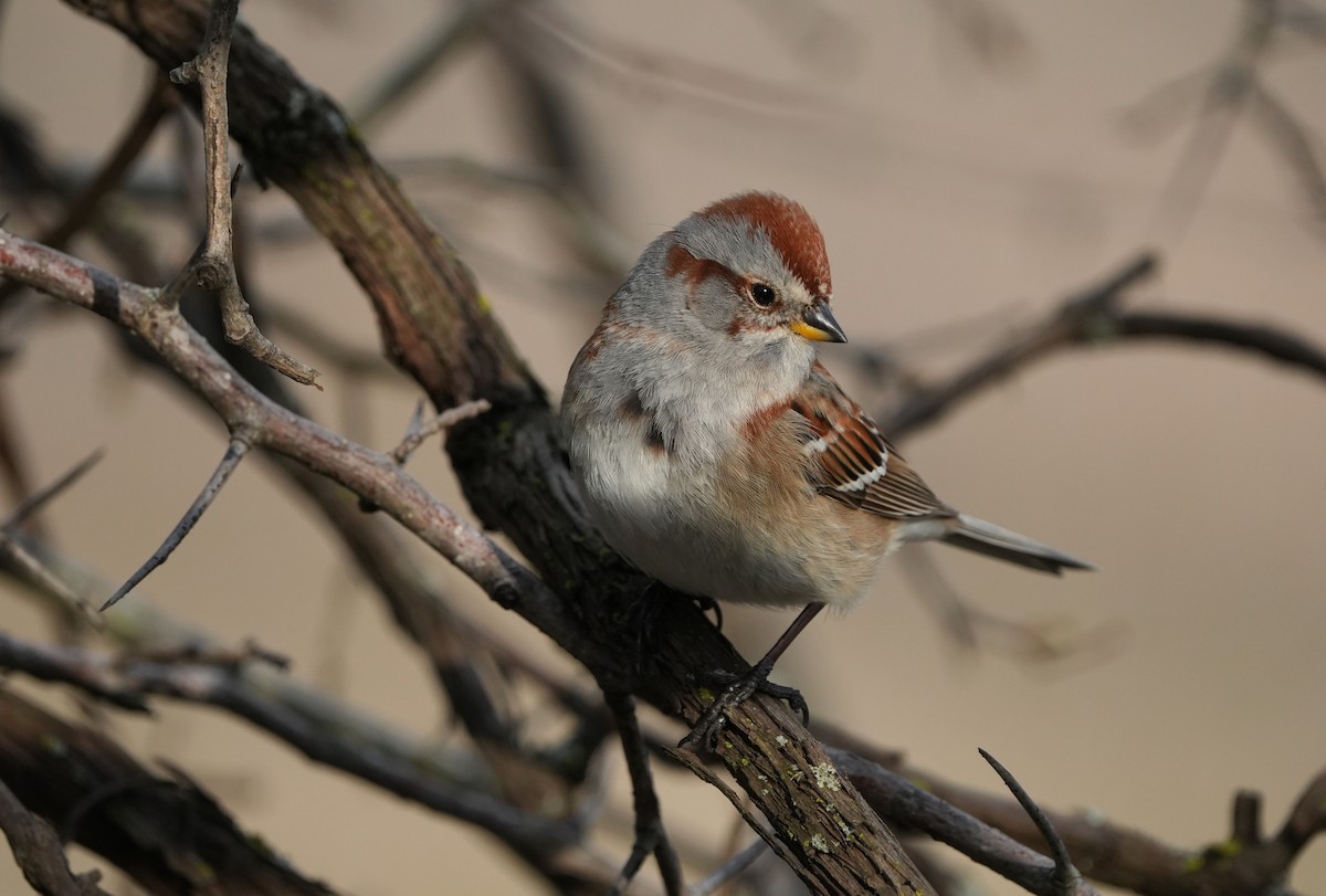 American Tree Sparrow - ML617840418