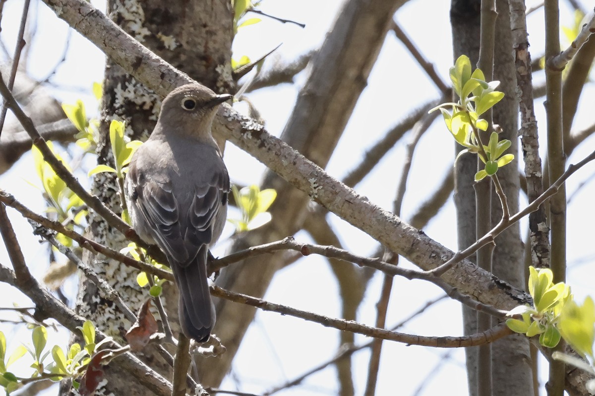 Townsend's Solitaire - ML617840470