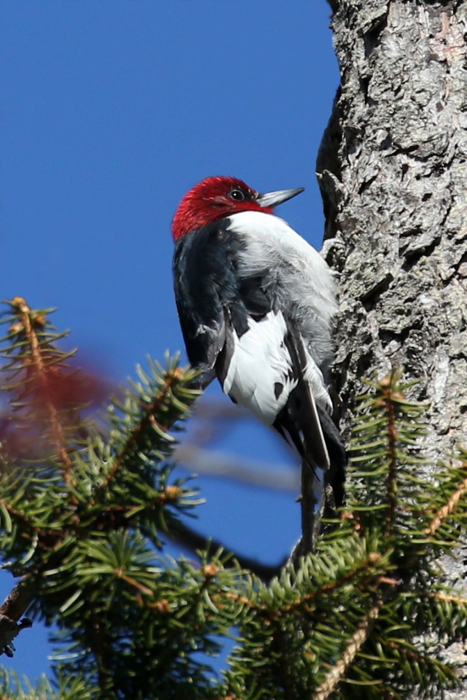 Red-headed Woodpecker - ML617840616
