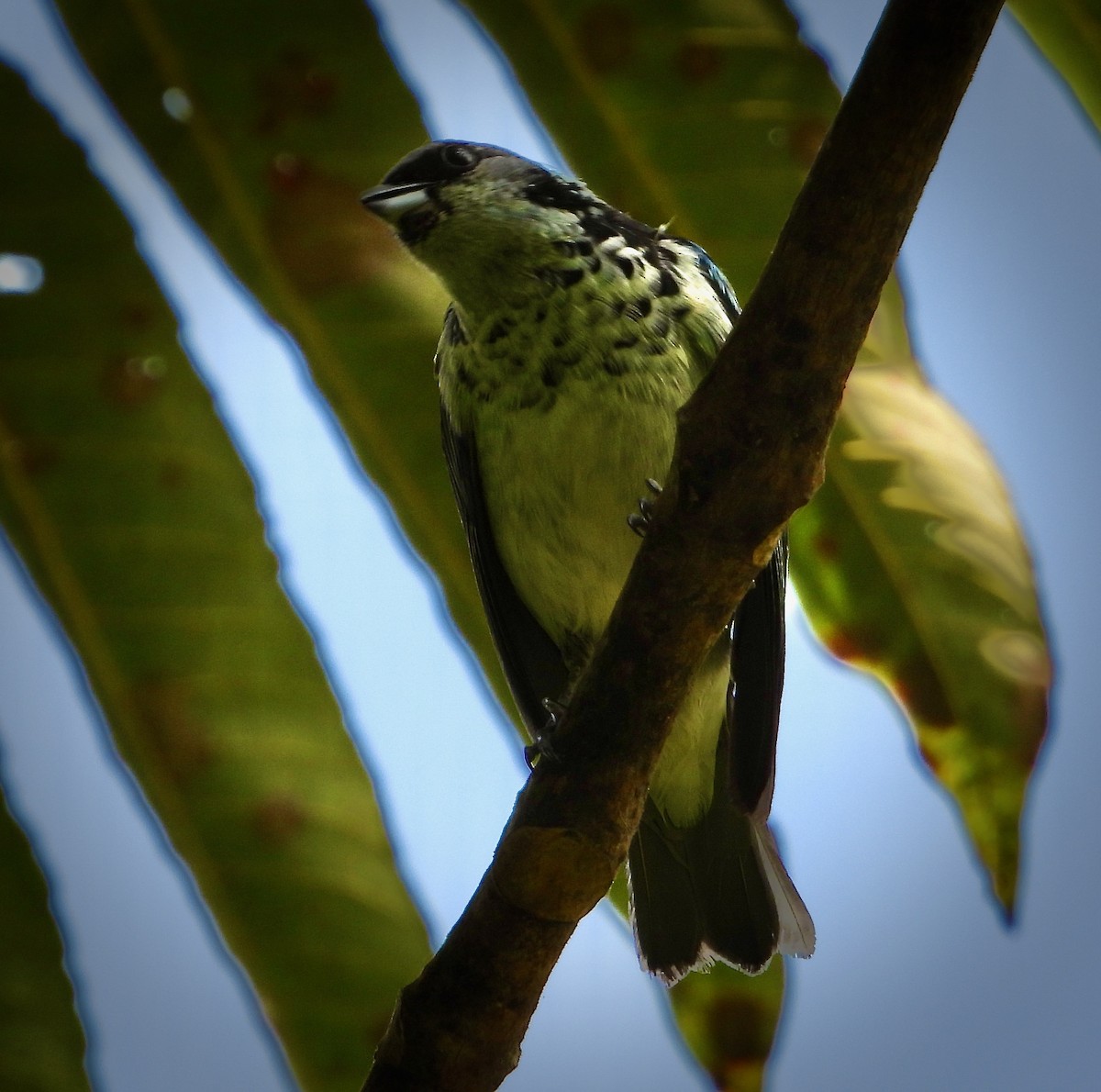 Azure-rumped Tanager - ML617840617