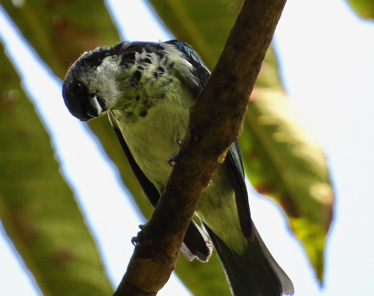 Azure-rumped Tanager - ML617840618