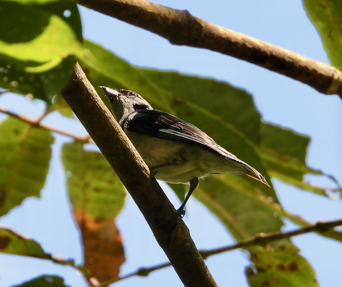 Azure-rumped Tanager - ML617840619