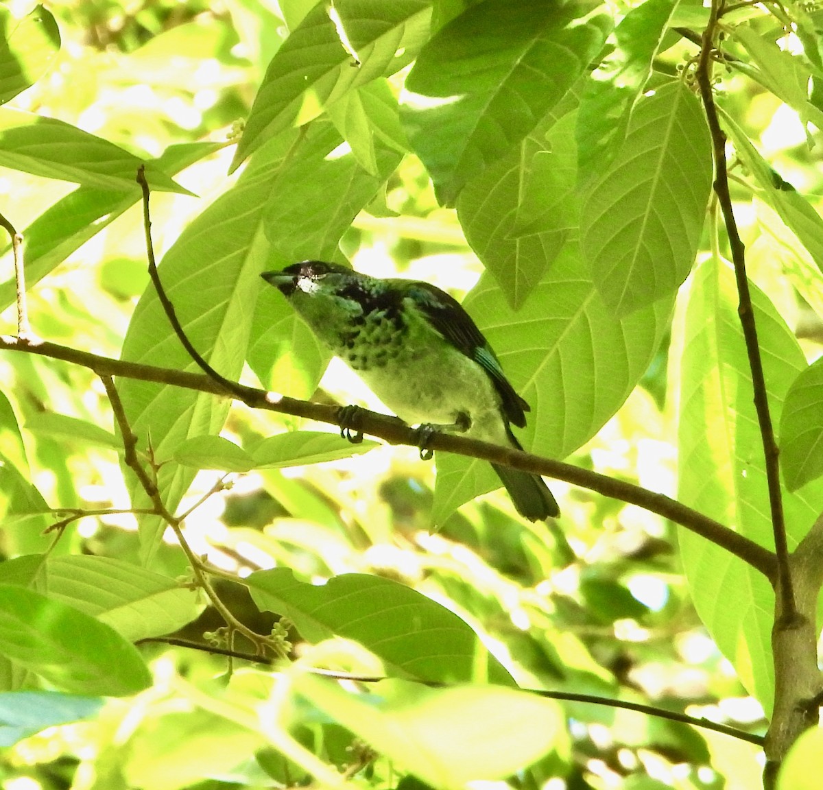 Azure-rumped Tanager - ML617840620